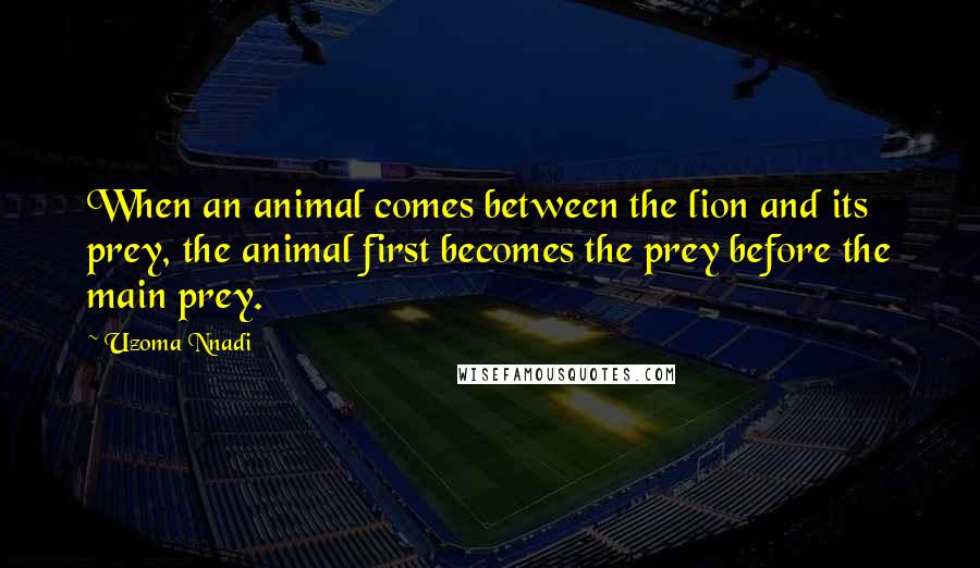 Uzoma Nnadi Quotes: When an animal comes between the lion and its prey, the animal first becomes the prey before the main prey.