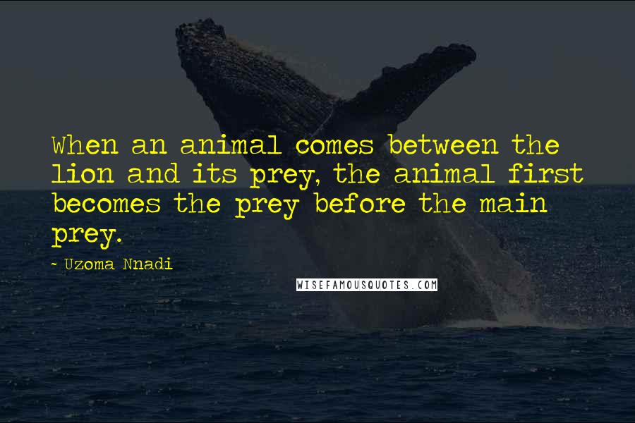 Uzoma Nnadi Quotes: When an animal comes between the lion and its prey, the animal first becomes the prey before the main prey.