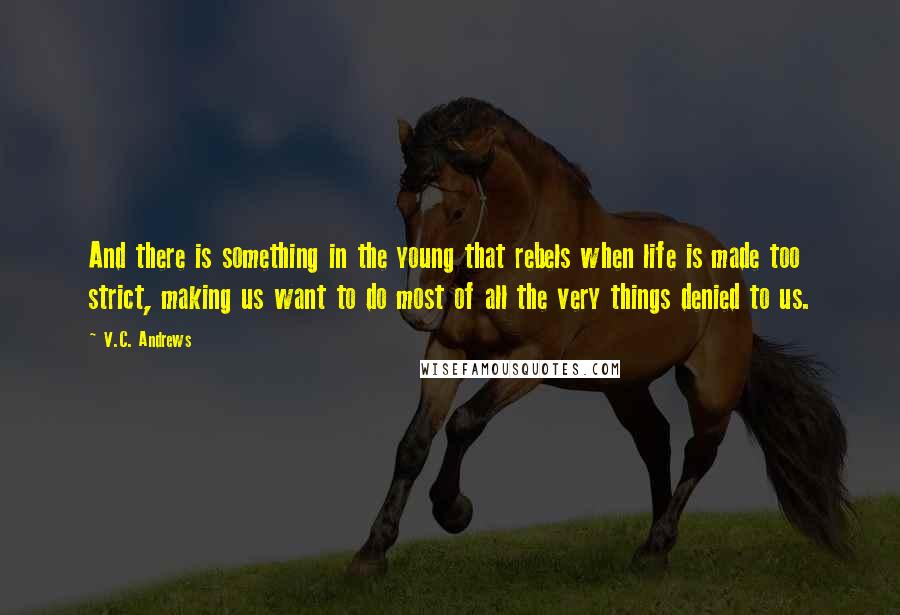 V.C. Andrews Quotes: And there is something in the young that rebels when life is made too strict, making us want to do most of all the very things denied to us.