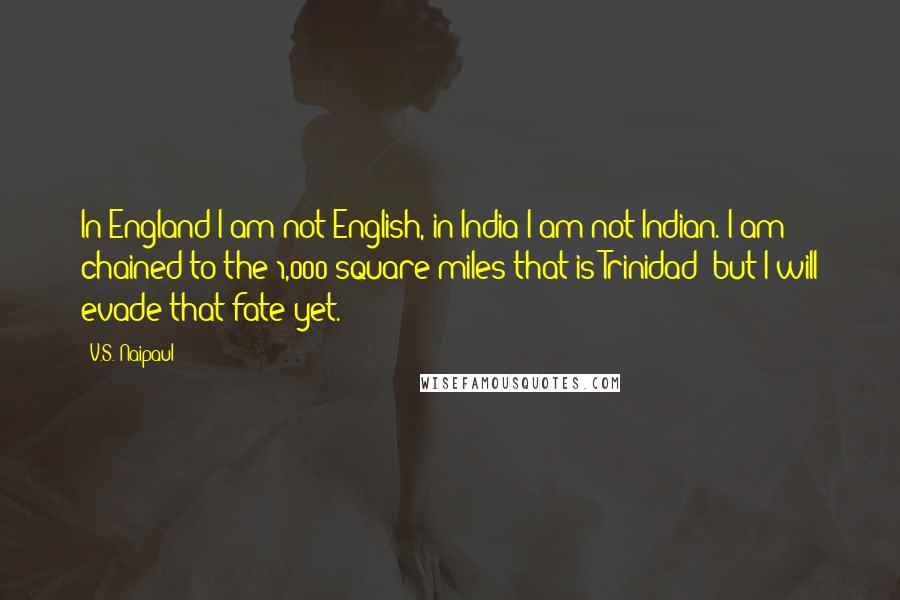 V.S. Naipaul Quotes: In England I am not English, in India I am not Indian. I am chained to the 1,000 square miles that is Trinidad; but I will evade that fate yet.