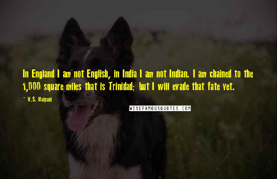 V.S. Naipaul Quotes: In England I am not English, in India I am not Indian. I am chained to the 1,000 square miles that is Trinidad; but I will evade that fate yet.