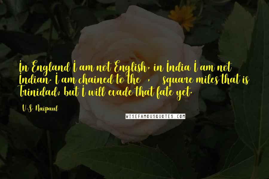 V.S. Naipaul Quotes: In England I am not English, in India I am not Indian. I am chained to the 1,000 square miles that is Trinidad; but I will evade that fate yet.