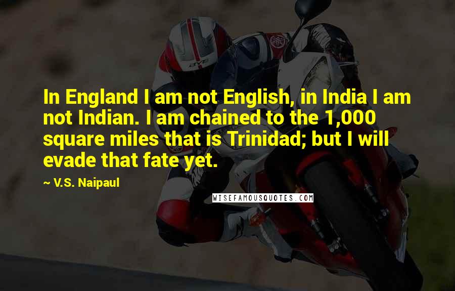 V.S. Naipaul Quotes: In England I am not English, in India I am not Indian. I am chained to the 1,000 square miles that is Trinidad; but I will evade that fate yet.