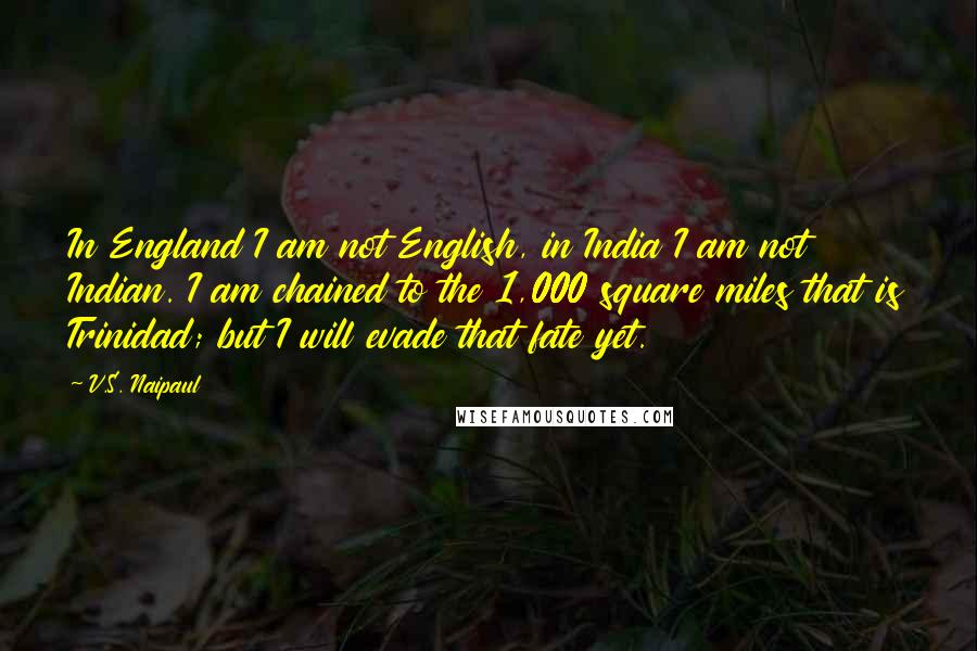 V.S. Naipaul Quotes: In England I am not English, in India I am not Indian. I am chained to the 1,000 square miles that is Trinidad; but I will evade that fate yet.