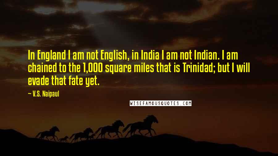 V.S. Naipaul Quotes: In England I am not English, in India I am not Indian. I am chained to the 1,000 square miles that is Trinidad; but I will evade that fate yet.