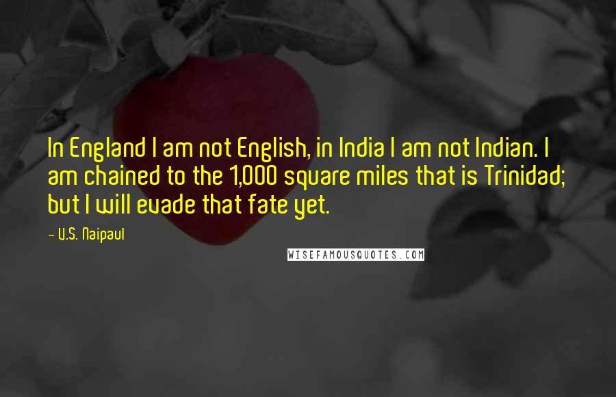 V.S. Naipaul Quotes: In England I am not English, in India I am not Indian. I am chained to the 1,000 square miles that is Trinidad; but I will evade that fate yet.