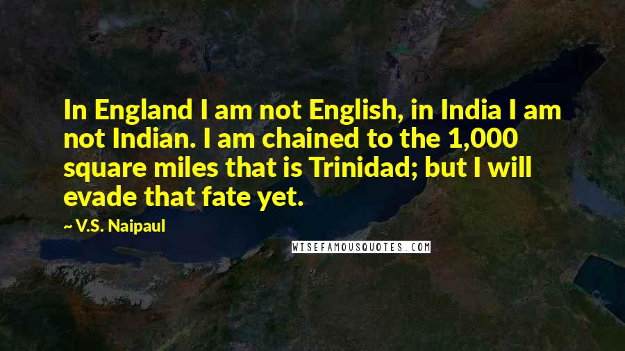 V.S. Naipaul Quotes: In England I am not English, in India I am not Indian. I am chained to the 1,000 square miles that is Trinidad; but I will evade that fate yet.