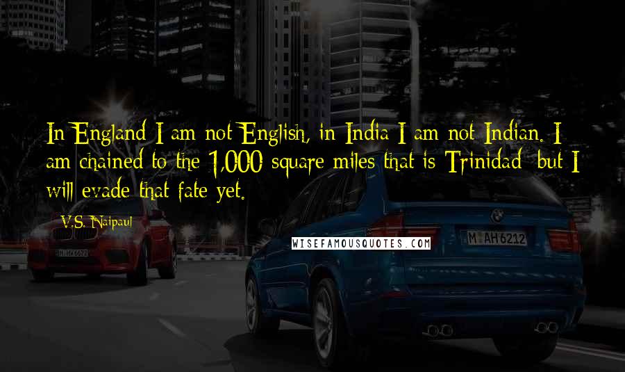 V.S. Naipaul Quotes: In England I am not English, in India I am not Indian. I am chained to the 1,000 square miles that is Trinidad; but I will evade that fate yet.