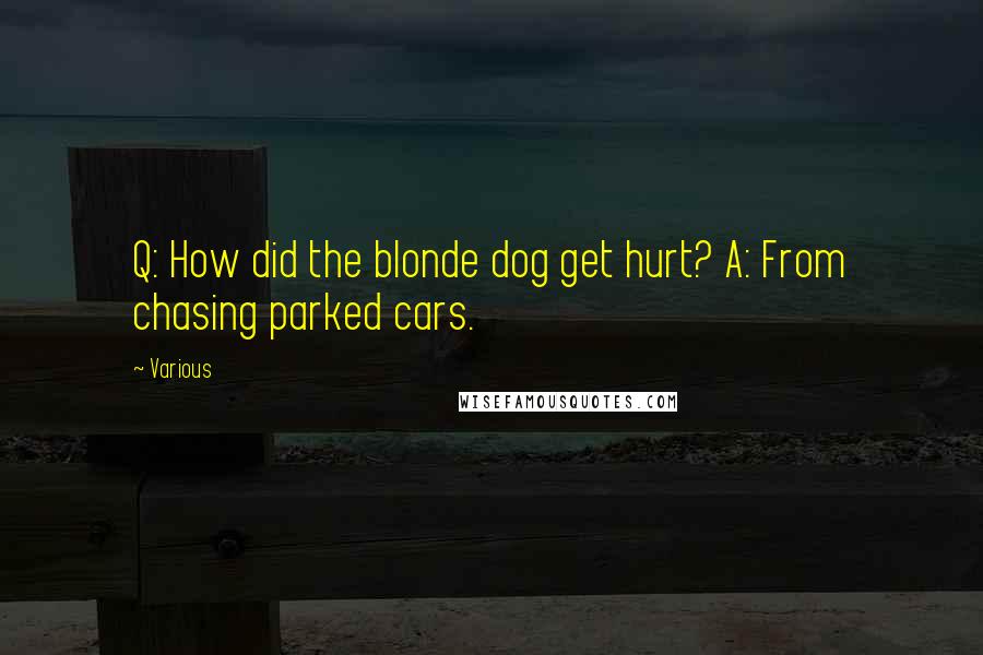 Various Quotes: Q: How did the blonde dog get hurt? A: From chasing parked cars.