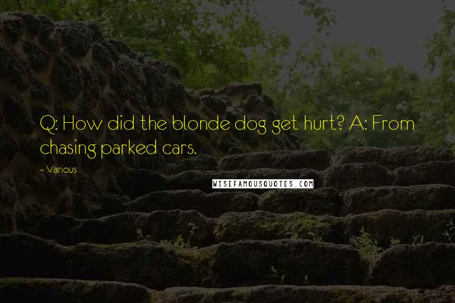 Various Quotes: Q: How did the blonde dog get hurt? A: From chasing parked cars.