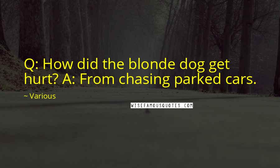 Various Quotes: Q: How did the blonde dog get hurt? A: From chasing parked cars.