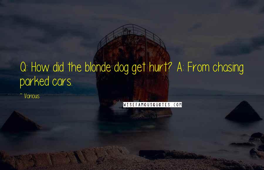 Various Quotes: Q: How did the blonde dog get hurt? A: From chasing parked cars.