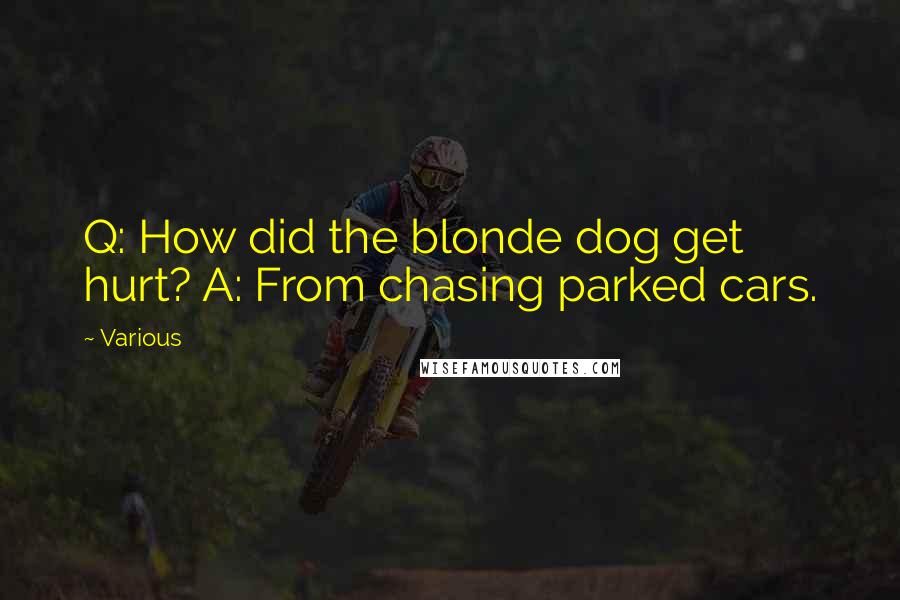 Various Quotes: Q: How did the blonde dog get hurt? A: From chasing parked cars.