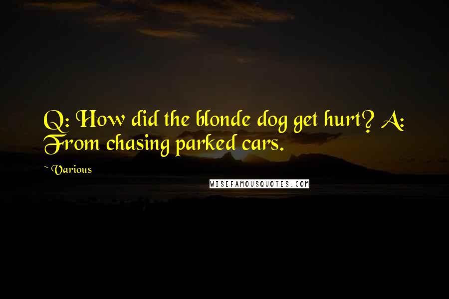 Various Quotes: Q: How did the blonde dog get hurt? A: From chasing parked cars.