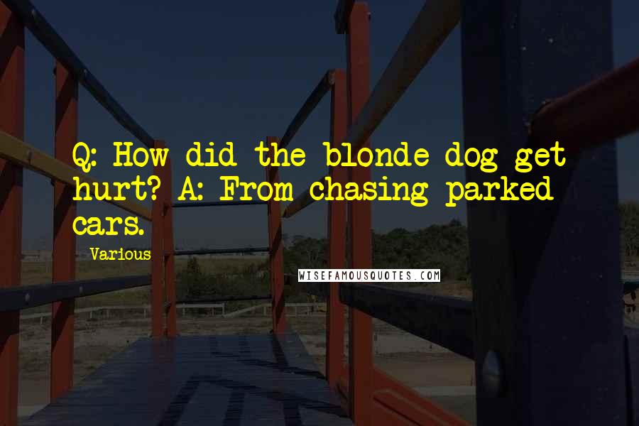 Various Quotes: Q: How did the blonde dog get hurt? A: From chasing parked cars.