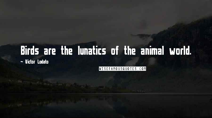 Victor Lodato Quotes: Birds are the lunatics of the animal world.