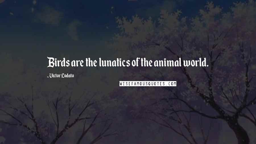 Victor Lodato Quotes: Birds are the lunatics of the animal world.