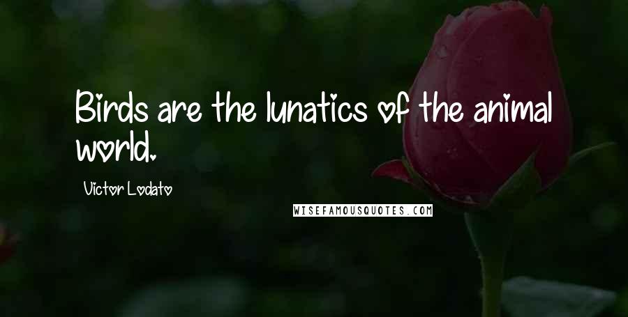 Victor Lodato Quotes: Birds are the lunatics of the animal world.
