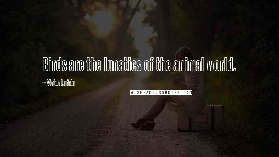 Victor Lodato Quotes: Birds are the lunatics of the animal world.