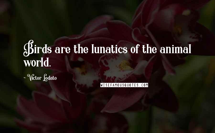 Victor Lodato Quotes: Birds are the lunatics of the animal world.