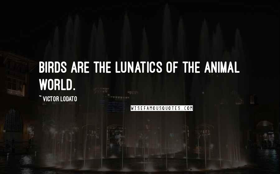 Victor Lodato Quotes: Birds are the lunatics of the animal world.