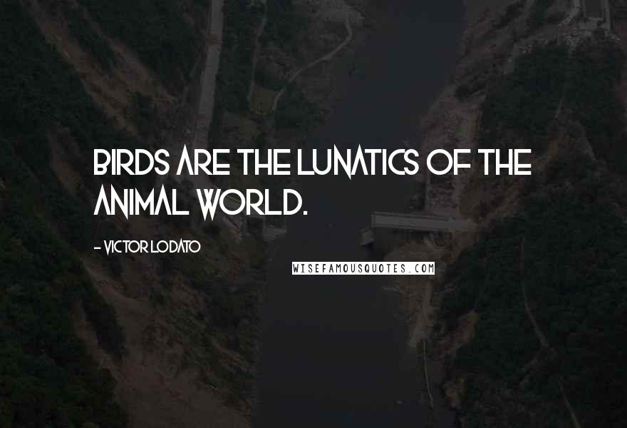 Victor Lodato Quotes: Birds are the lunatics of the animal world.