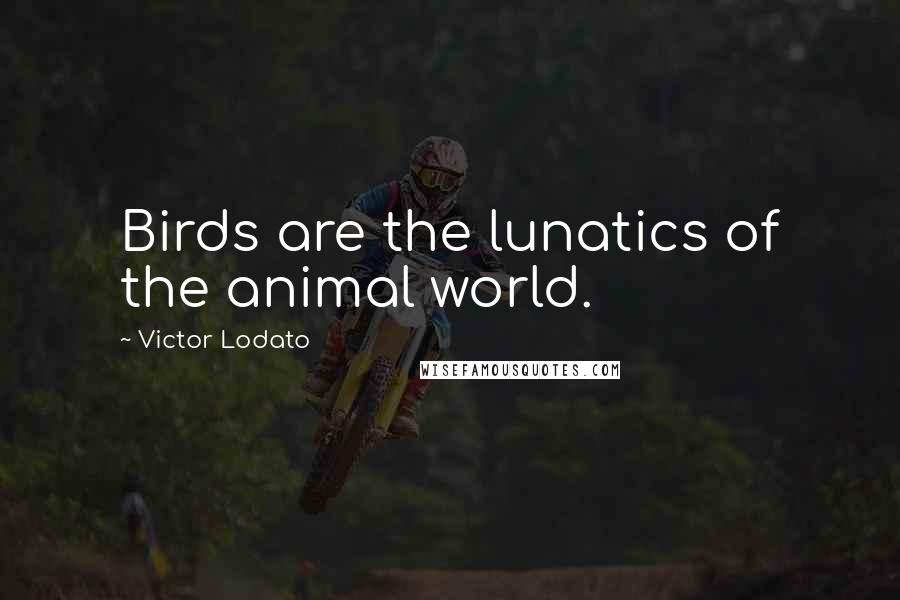 Victor Lodato Quotes: Birds are the lunatics of the animal world.
