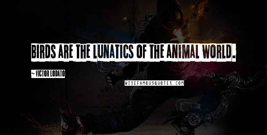 Victor Lodato Quotes: Birds are the lunatics of the animal world.