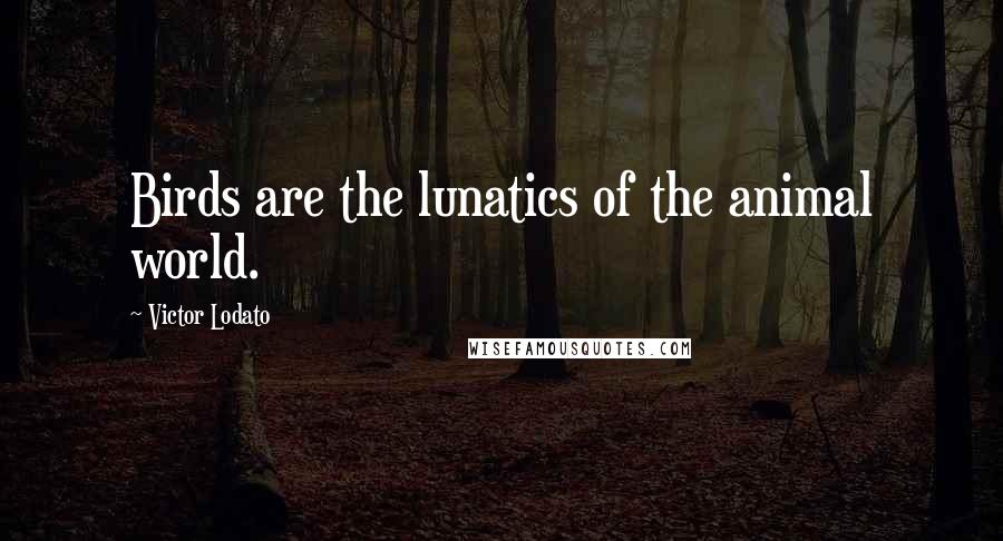 Victor Lodato Quotes: Birds are the lunatics of the animal world.