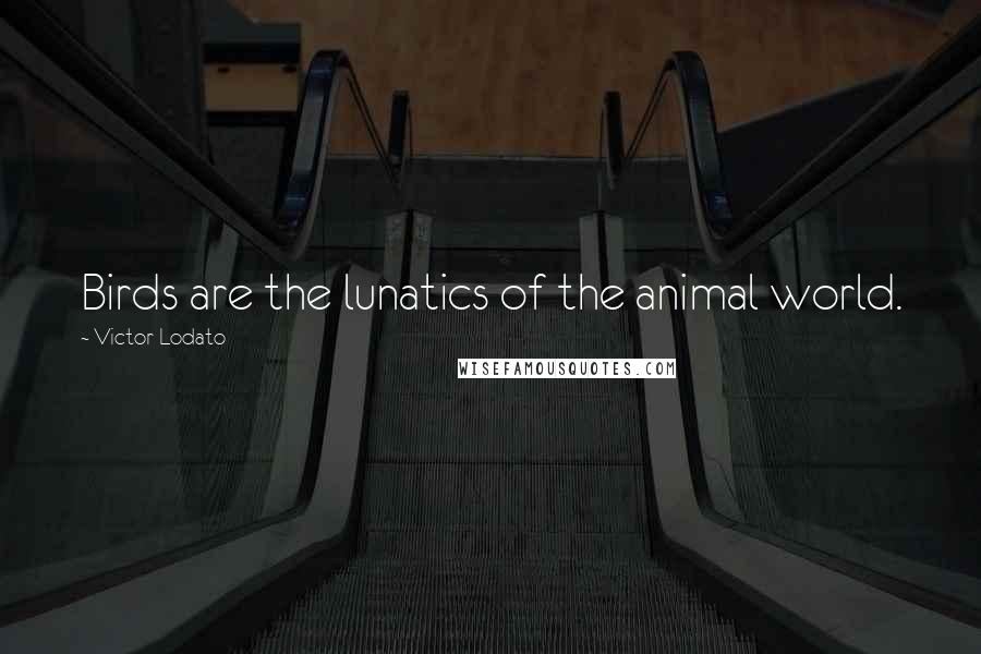 Victor Lodato Quotes: Birds are the lunatics of the animal world.