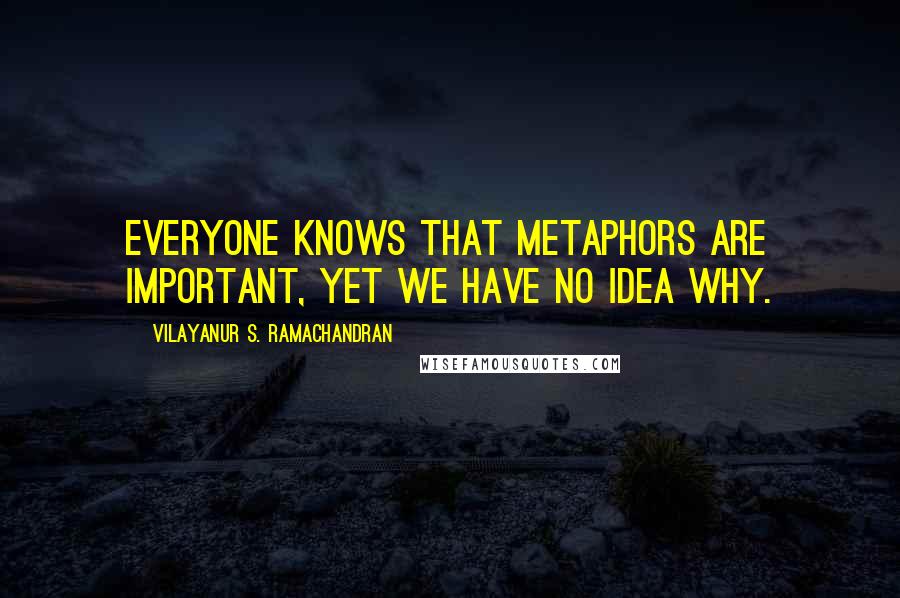 Vilayanur S. Ramachandran Quotes: Everyone knows that metaphors are important, yet we have no idea why.