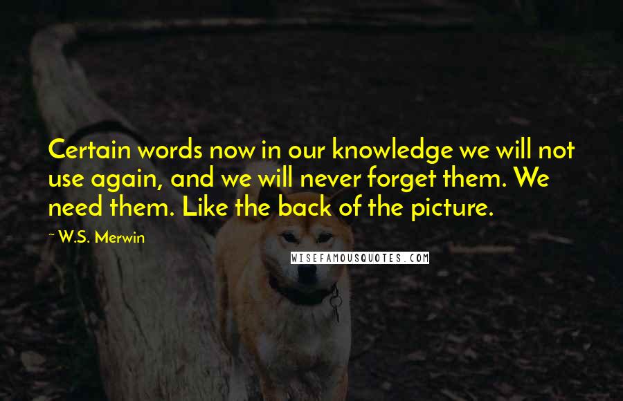 W.S. Merwin Quotes: Certain words now in our knowledge we will not use again, and we will never forget them. We need them. Like the back of the picture.