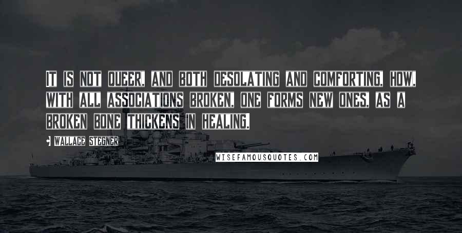 Wallace Stegner Quotes: It is not queer, and both desolating and comforting, how, with all associations broken, one forms new ones, as a broken bone thickens in healing.