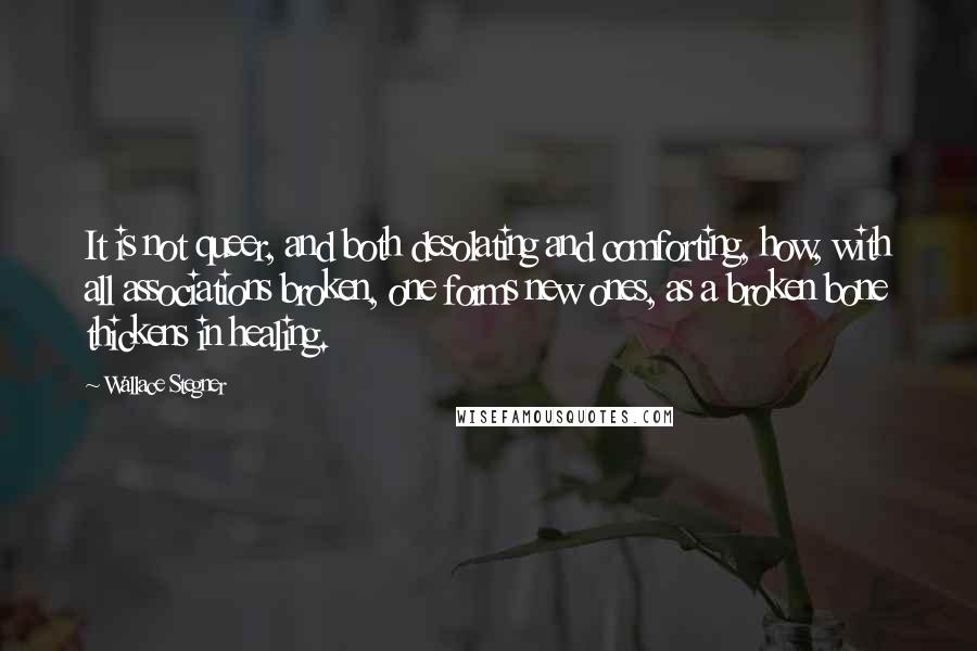 Wallace Stegner Quotes: It is not queer, and both desolating and comforting, how, with all associations broken, one forms new ones, as a broken bone thickens in healing.