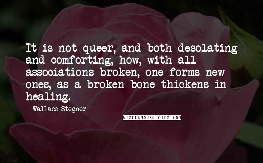 Wallace Stegner Quotes: It is not queer, and both desolating and comforting, how, with all associations broken, one forms new ones, as a broken bone thickens in healing.