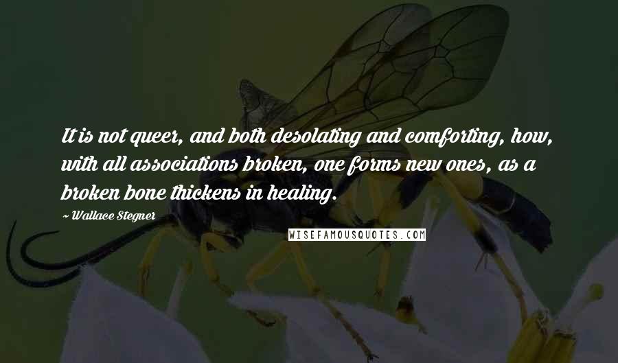 Wallace Stegner Quotes: It is not queer, and both desolating and comforting, how, with all associations broken, one forms new ones, as a broken bone thickens in healing.