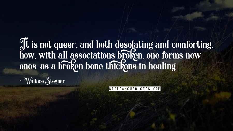 Wallace Stegner Quotes: It is not queer, and both desolating and comforting, how, with all associations broken, one forms new ones, as a broken bone thickens in healing.