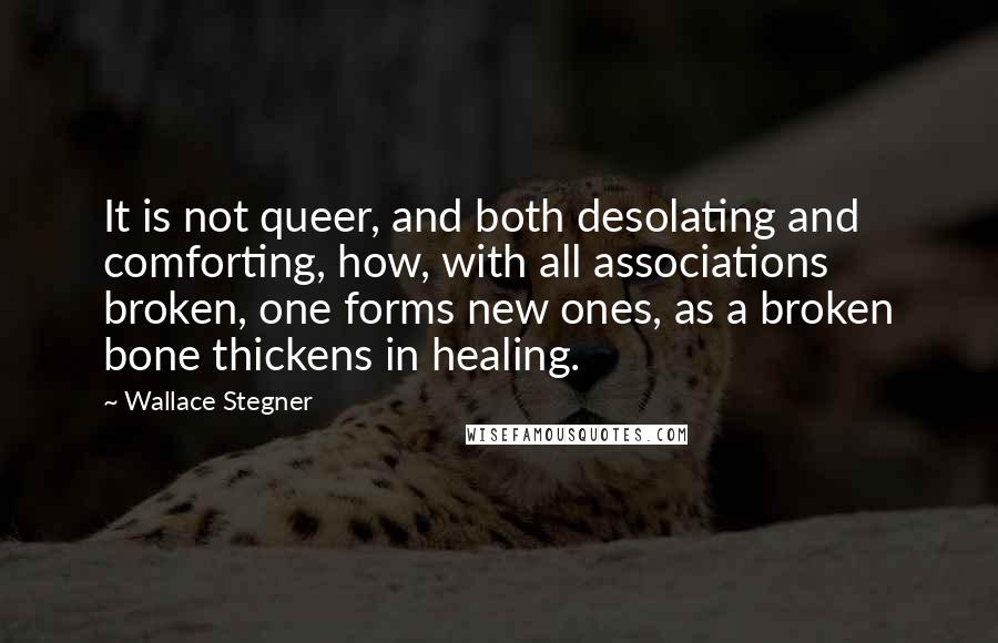 Wallace Stegner Quotes: It is not queer, and both desolating and comforting, how, with all associations broken, one forms new ones, as a broken bone thickens in healing.