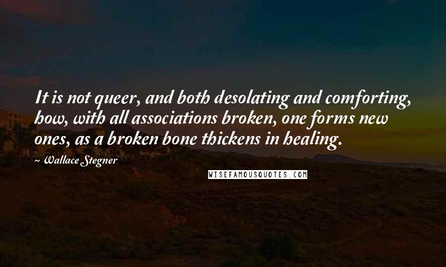 Wallace Stegner Quotes: It is not queer, and both desolating and comforting, how, with all associations broken, one forms new ones, as a broken bone thickens in healing.