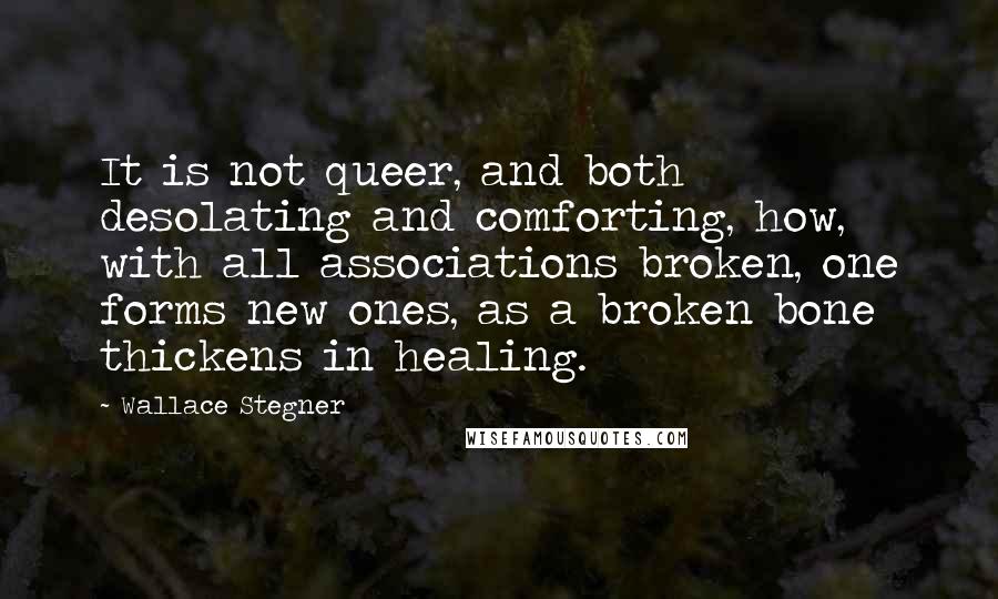 Wallace Stegner Quotes: It is not queer, and both desolating and comforting, how, with all associations broken, one forms new ones, as a broken bone thickens in healing.