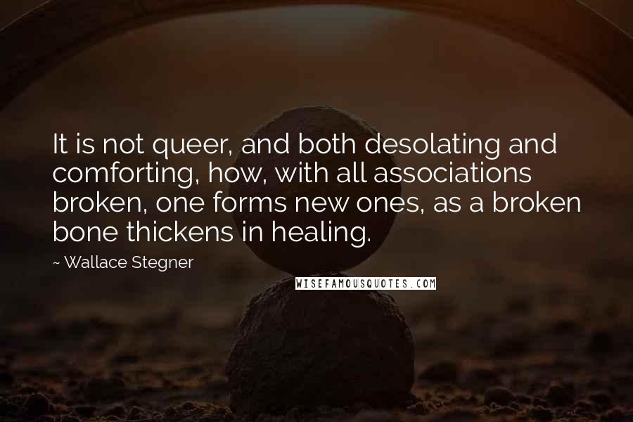 Wallace Stegner Quotes: It is not queer, and both desolating and comforting, how, with all associations broken, one forms new ones, as a broken bone thickens in healing.
