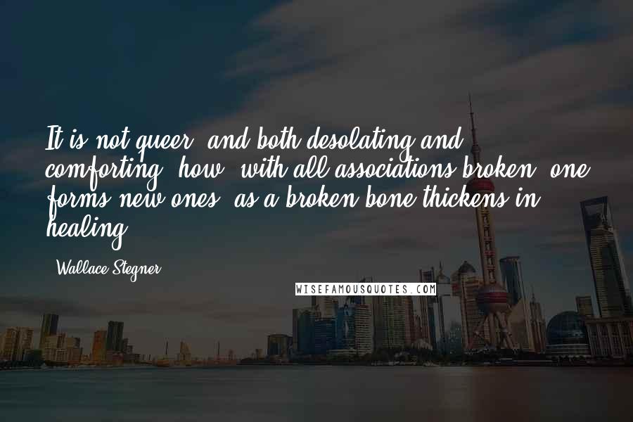 Wallace Stegner Quotes: It is not queer, and both desolating and comforting, how, with all associations broken, one forms new ones, as a broken bone thickens in healing.