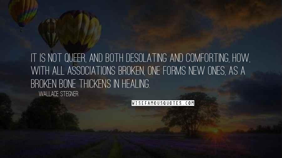 Wallace Stegner Quotes: It is not queer, and both desolating and comforting, how, with all associations broken, one forms new ones, as a broken bone thickens in healing.