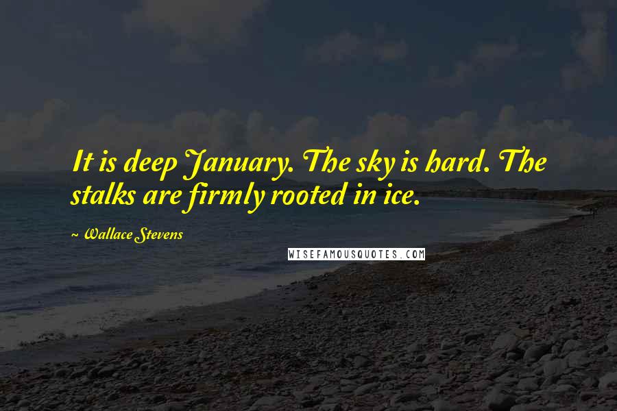 Wallace Stevens Quotes: It is deep January. The sky is hard. The stalks are firmly rooted in ice.