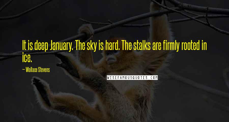 Wallace Stevens Quotes: It is deep January. The sky is hard. The stalks are firmly rooted in ice.