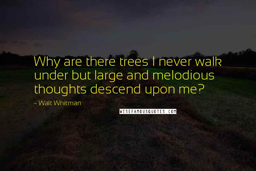 Walt Whitman Quotes: Why are there trees I never walk under but large and melodious thoughts descend upon me?