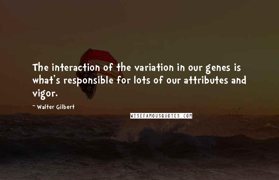 Walter Gilbert Quotes: The interaction of the variation in our genes is what's responsible for lots of our attributes and vigor.