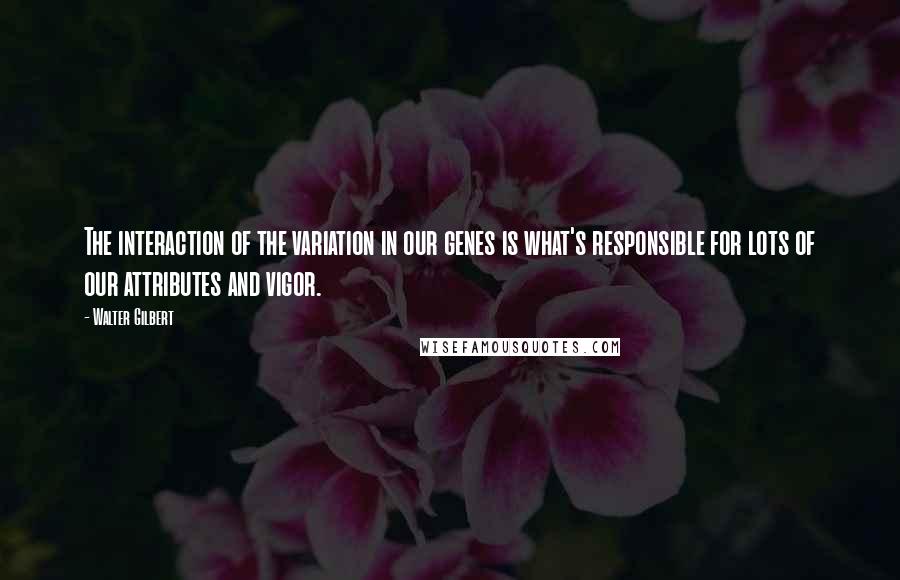 Walter Gilbert Quotes: The interaction of the variation in our genes is what's responsible for lots of our attributes and vigor.