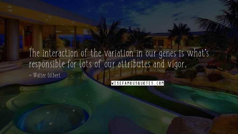 Walter Gilbert Quotes: The interaction of the variation in our genes is what's responsible for lots of our attributes and vigor.