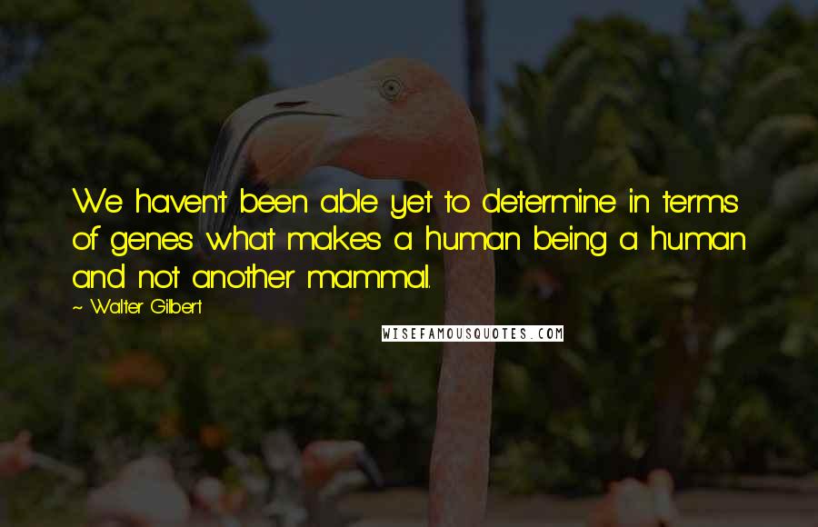 Walter Gilbert Quotes: We haven't been able yet to determine in terms of genes what makes a human being a human and not another mammal.